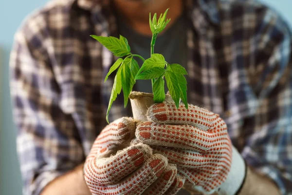 Farmer examining plant growing in peat pot — Stock Photo, Image