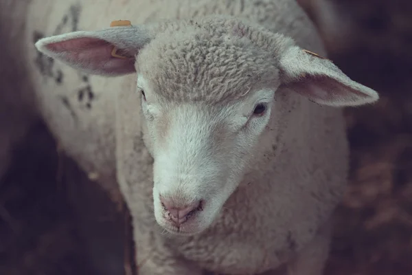 Ile de France cordeiro ovino em caneta na fazenda de gado — Fotografia de Stock