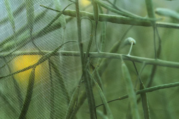 Biologisch duurzaam groeiend koolzaad experiment in gecontroleerde co — Stockfoto