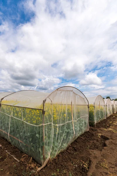 Oilseed rape growth in protective mesh netting greenhouse — Stock Photo, Image