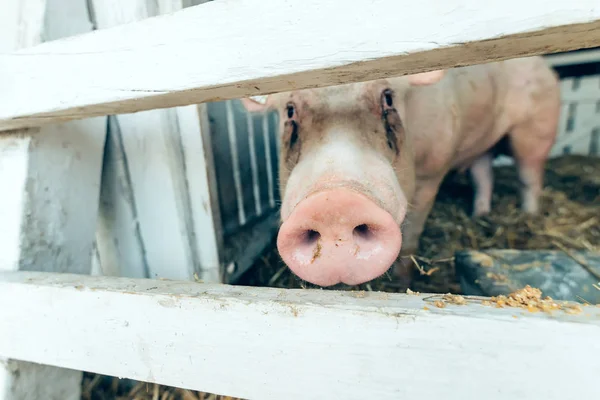 Porco em uma fazenda de criação pigsty — Fotografia de Stock