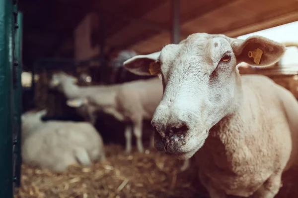 Domestic sheep in pen on livestock farm — Stock Photo, Image