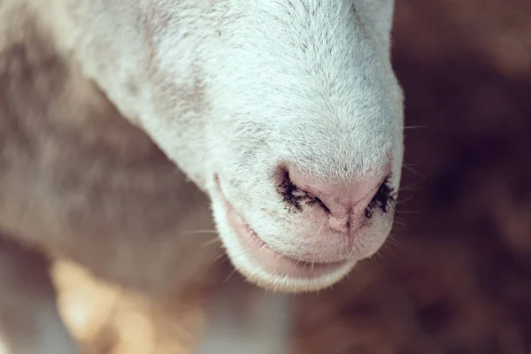 Ile de France ovčí čenich zblízka — Stock fotografie