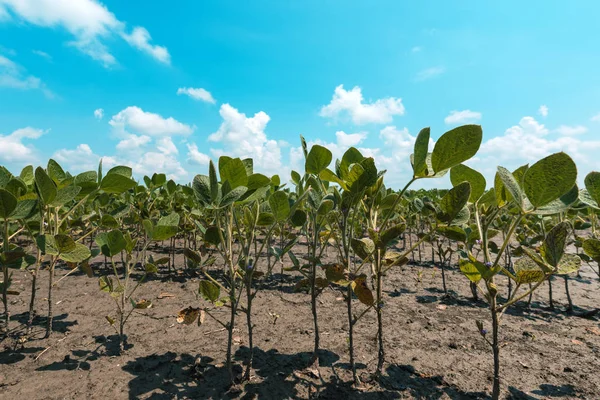 种植农业领域的大豆植物 — 图库照片