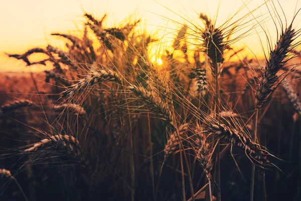 Espigas maduras de trigo en el campo al atardecer —  Fotos de Stock