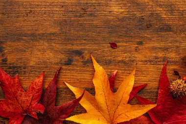 Sonbahar akçaağacı arkaplanı terk eder