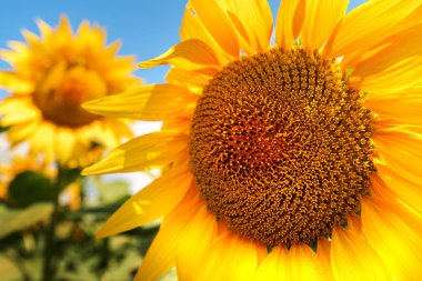 Ayçiçeği kafası yakın