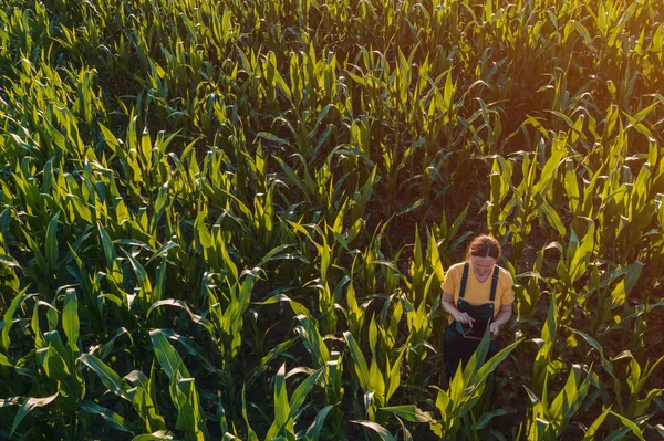 Mulher agrônomo usando computador tablet no campo de milho — Fotografia de Stock