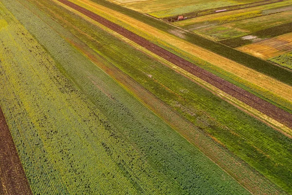 Yaz aylarında yetiştirilmiş tarımsal alanların havadan görünümü — Stok fotoğraf