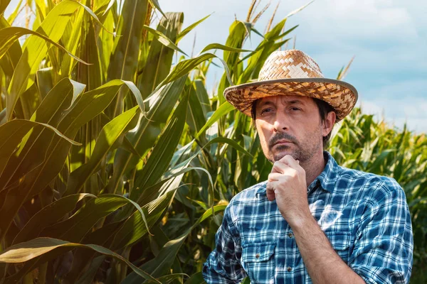 Agronómus vizsgálja fejlesztése kukorica növények termesztett — Stock Fotó