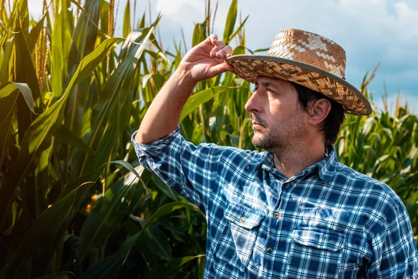 Agrónomo está examinando el desarrollo de cultivos de maíz en cultivos —  Fotos de Stock