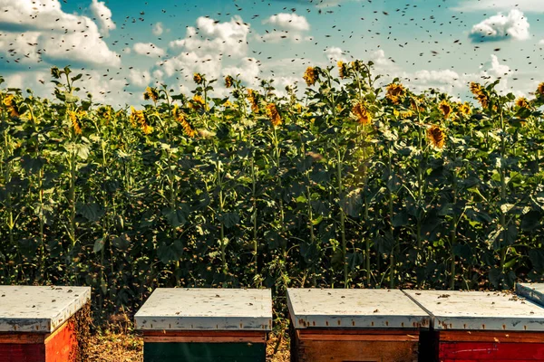 Вулик на соняшниковому полі з багатьма бджолами, що літають навколо — стокове фото