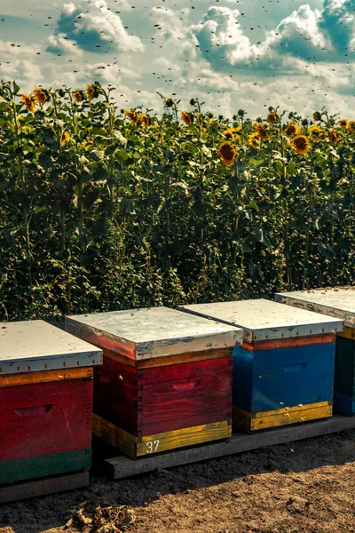 Beehives in sunflower field with many bees flying around — Stock Photo, Image