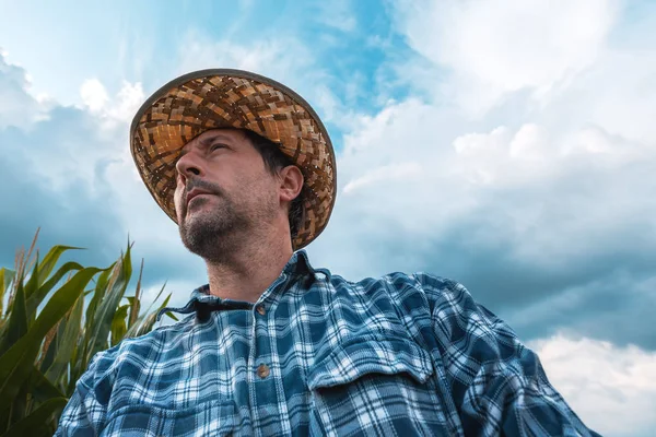 Besorgter Maisbauer auf Feld — Stockfoto