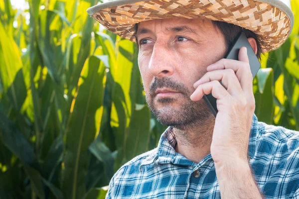 玉米农民在农田里用手机聊天 — 图库照片