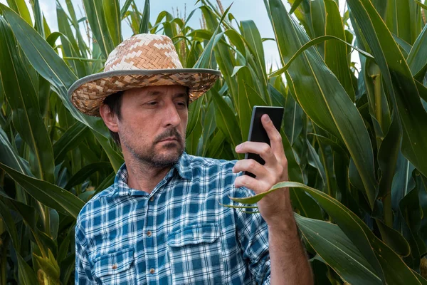Agricoltore sta usando smart phone nel campo di mais — Foto Stock