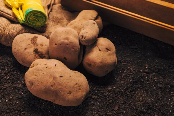 Organik patates yumru kazık — Stok fotoğraf