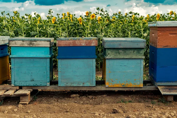 Honeybees and beehives in sunflower field — Stock Photo, Image