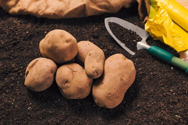 Yere organik patates yumru ve kürek yığını — Stok fotoğraf