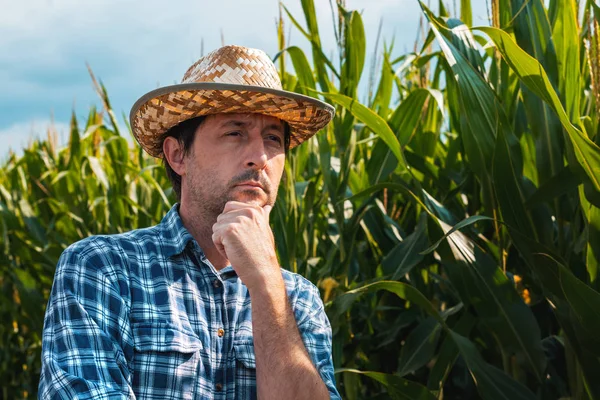 Responsible corn farmer in field thinking — Stock Photo, Image