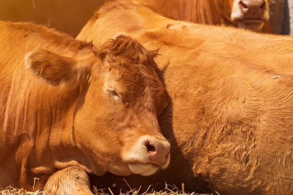 Vörös Holstein-fríz tehén az állatállomány tejgazdaságán — Stock Fotó