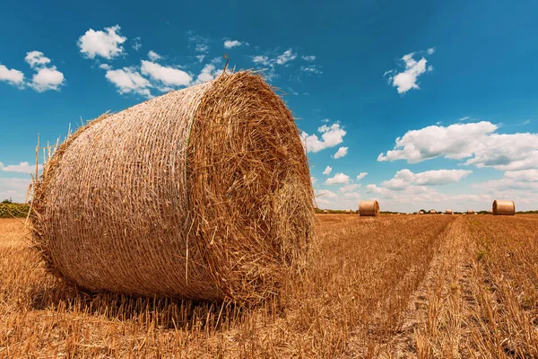 Fardos de heno de trigo redondo secado en rastrojo de campo después de la cosecha —  Fotos de Stock
