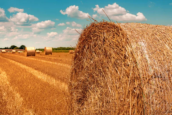 Fardos de feno de trigo redondo secagem em palha de campo após a colheita — Fotografia de Stock