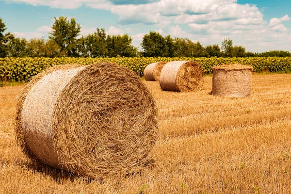 Round wheat hay bales drying in field stubble after harvest — Stock Photo, Image