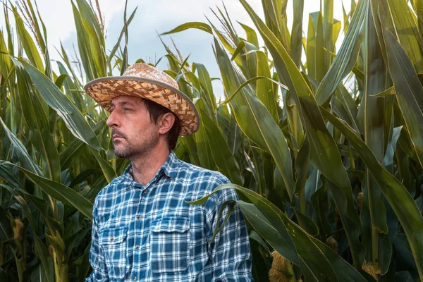 Serious corn farmer portrait in cultivated field