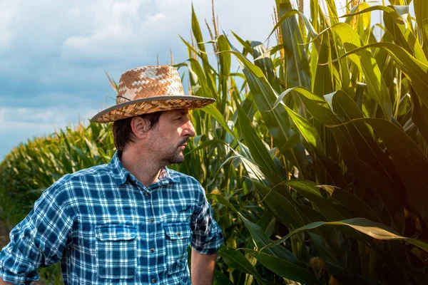 Grave retrato de granjero de maíz en campo cultivado —  Fotos de Stock