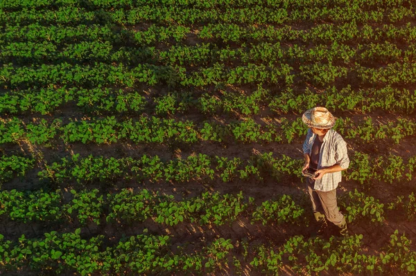 Rolník sójové s dálkovým ovládači v terénu — Stock fotografie