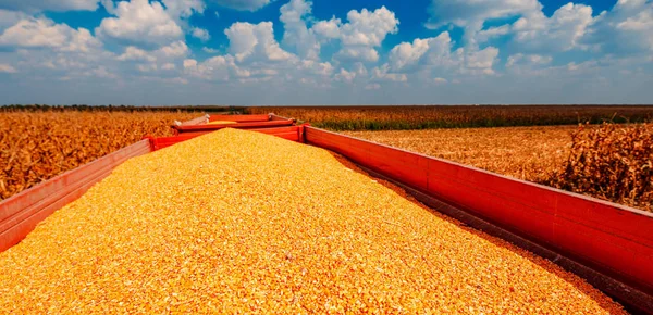 Montón de granos de semilla de maíz cosechados en el remolque tractor —  Fotos de Stock
