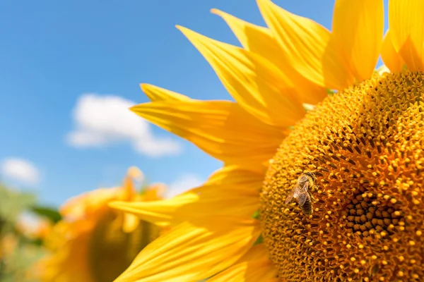 Cabeza de girasol de cerca —  Fotos de Stock