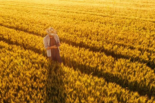 Granjero de trigo con controlador remoto de drones en el campo — Foto de Stock