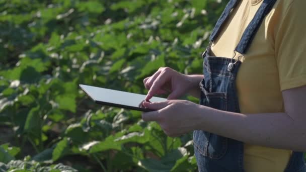 Granjero Girasol Utilizando Tableta Campo Cultivo Antes Florecer Primer Plano — Vídeos de Stock