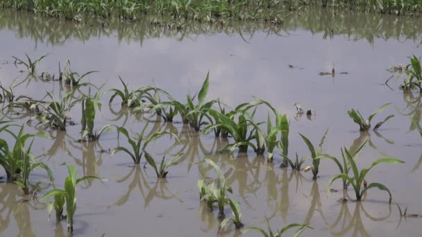 Flooded Young Corn Field Plantation Damaged Crops Severe Rainy Season — Stock Video