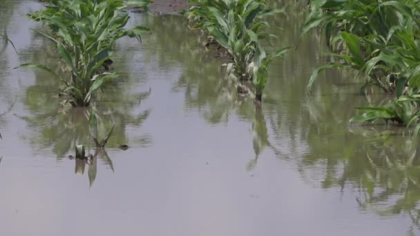 Zalana Młoda Plantacja Pól Kukurydzy Uszkodzonymi Uprawami Ciężkiej Porze Deszczowej — Wideo stockowe