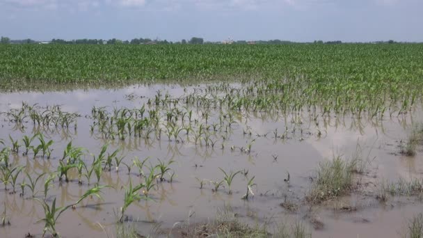 Flooded Young Corn Field Plantation Damaged Crops Severe Rainy Season — Stock Video