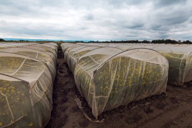 Kontrollü işbirliği içinde organik sürdürülebilir büyüyen kolza deney