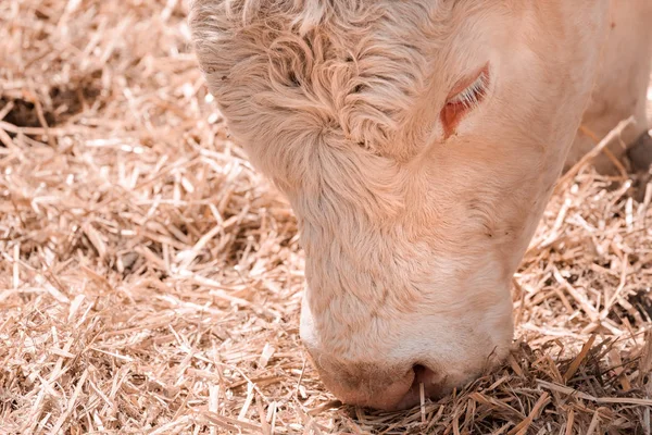 Ξανθός/ιά D'aquine βοοειδή σε γαλακτοκομείο — Φωτογραφία Αρχείου