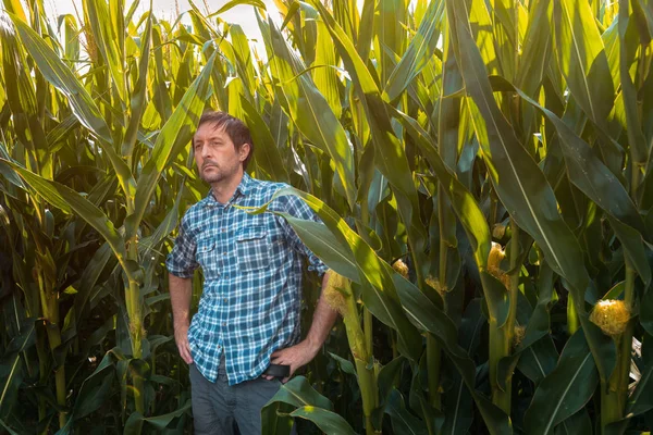 Pewnie rolnik kukurydzy stwarzające w polu — Zdjęcie stockowe