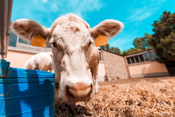 Vaca branca curiosa olhando para a câmera — Fotografia de Stock