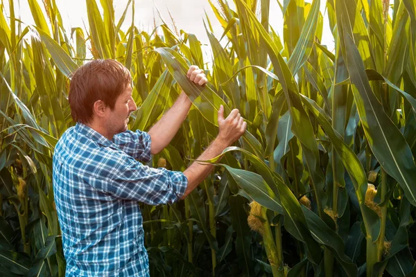 Corn farmer examining crops in field — Stock Photo, Image