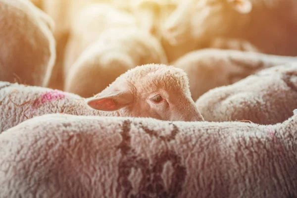 Cordeiro em caneta de ovelha na fazenda leiteira — Fotografia de Stock