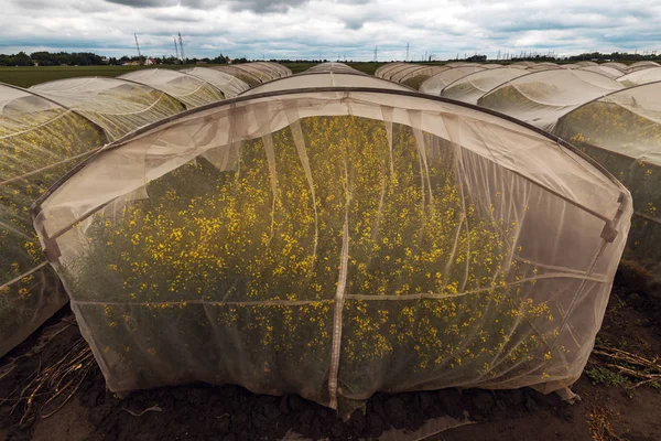 控制企业有机可持续栽培油菜籽试验 — 图库照片