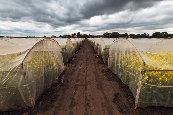Experimento ecológico sostenible de cultivo de colza oleaginosa en control —  Fotos de Stock