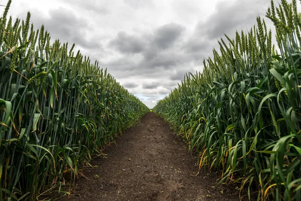 Yeşil buğday alanı azalan perspektif — Stok fotoğraf