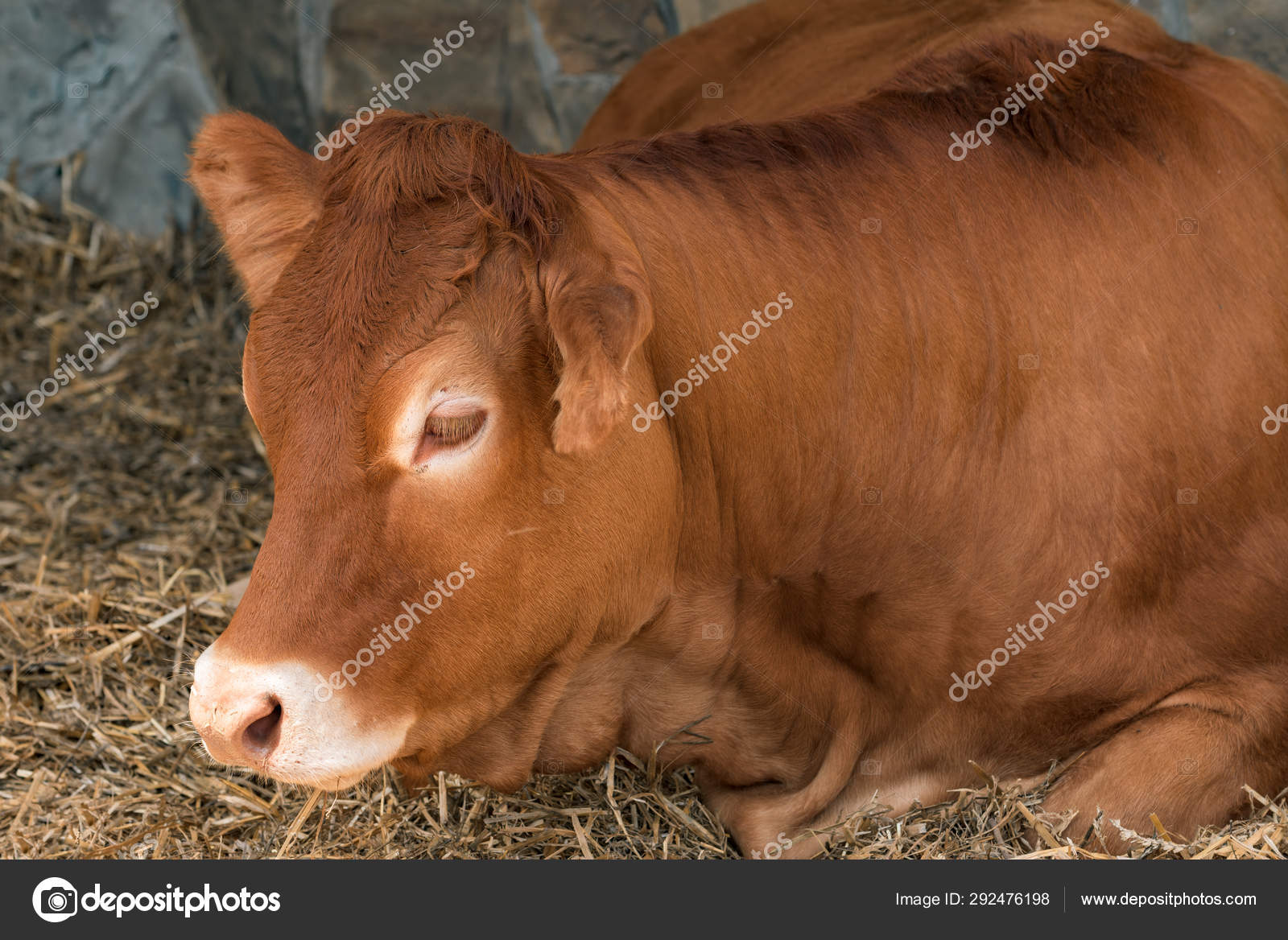 Blonde Hair Holstein Cows - wide 10