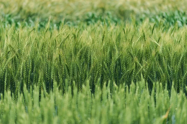 Olika spannmålsgrödor som växer i fält — Stockfoto