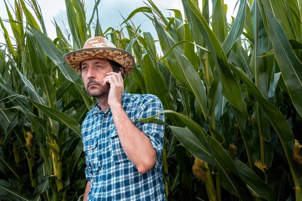 Handsome farmer talking on mobile phone in corn field